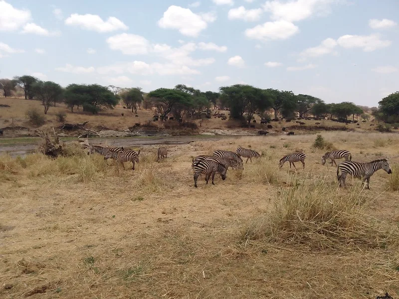 2 Days Special Offer from Zanzibar - Tarangire and Crater - Tanzania safari gallery image
